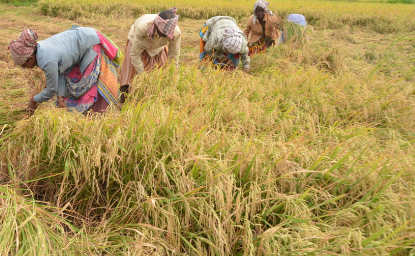 നെല്ല് സംഭരണം:  മില്ലുടമകളിൽ നിന്ന് താല്പര്യപത്രം ക്ഷണിച്ചു 